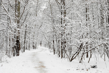 A pathway in the white woods during winter with the snow. Black branches without leaves. Flat light without shades and no sun.