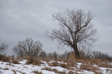 Fototapeta na wymiar Trees near the river