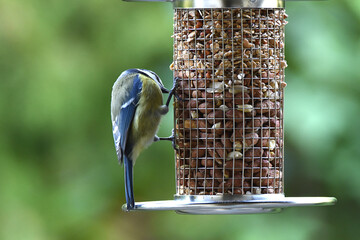 Blaumeise