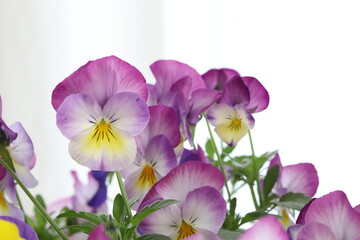 Pansies on White Background