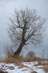 Trees near the river