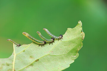 Obraz premium Sawfly larvae nibble on green leaves, North China