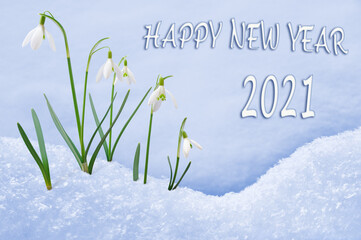 New Year 2021 greeting card, group of snowdrops, Happy New Year text in English language