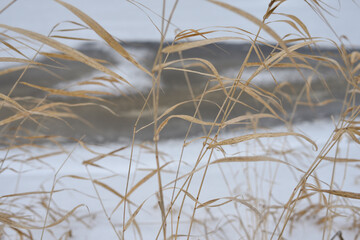 Field in the late autumn