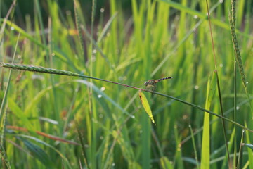 Close up green dragonfly on grass branch