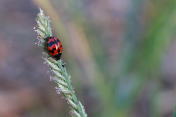 Close up the Red ladybug  on paddy rice in the rice field