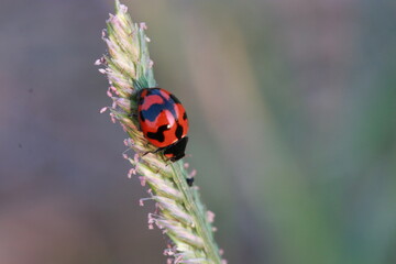 Naklejka premium Close up the Red ladybug on paddy rice in the rice field