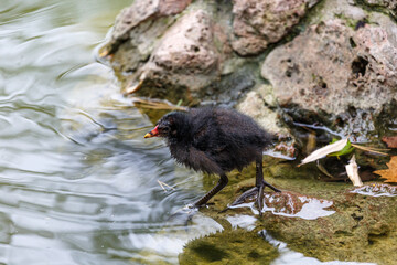 Small bird in the lake