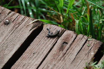 small lizard on a wooden bench in the garden