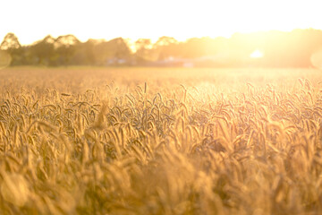 Grain field on a sunny day