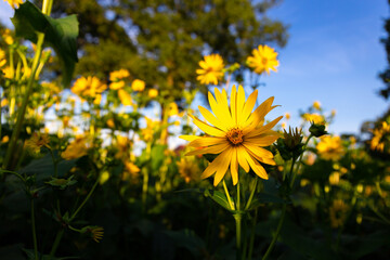 Obraz premium Helianthus salicifolius