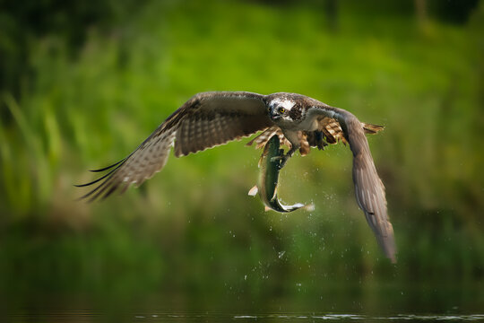 Osprey Fishing