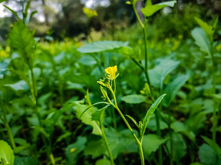 The mustard plant is a plant species in the genera Brassica and Sinapis in the family Brassicaceae. Mustard seed is used as a spice.