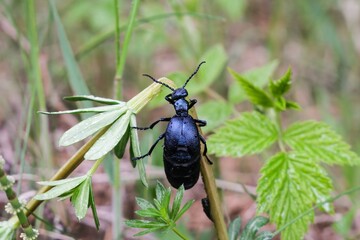 bug on a leaf