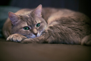 Cute fluffy gray tabby cat with beautiful green eyes resting on a couch, looking at the camera.