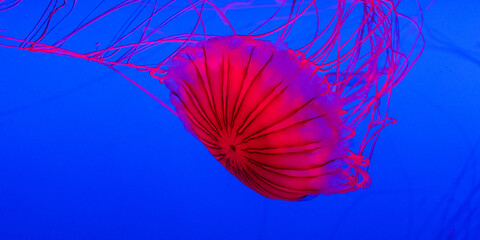 jelly fish in aquarium, jellyfish in water