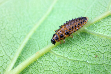 Leaf beetles inhabit wild plants in North China