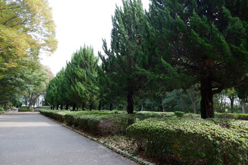 所沢航空記念公園の芝生と木
