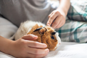 boy combs a guinea pig. Wool care pets. Long-necked rodent