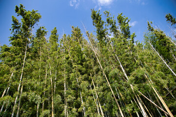 Fototapeta premium Japanese Bamboo forest near to Tokyo, Japan.