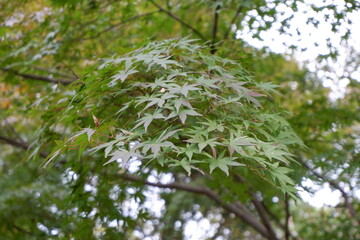 所沢航空記念公園の芝生と木