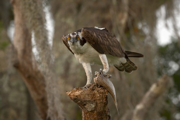 Osprey Perched On a Branch Eating a Fish At Circle B Bar Reserve In Lakeland, FL, USA