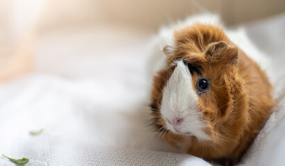 Background with guinea pig . Beautiful calm rodent pet