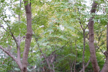 所沢航空記念公園の芝生と木