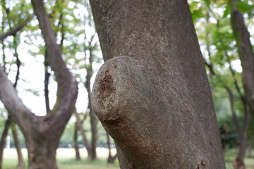 所沢航空記念公園の芝生と木