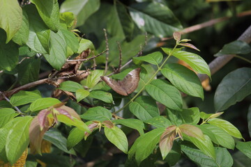 butterfly seating in leaves 