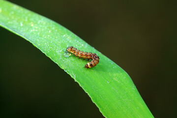 Noctuid larvae inhabit wild plants in North China