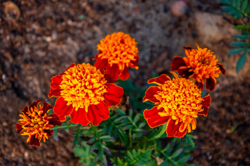 Meadow flower marigold orange color in the summer field. Nature landscape. Tender green background