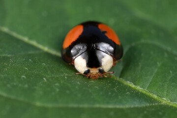 Ladybirds live on weeds in the North China Plain