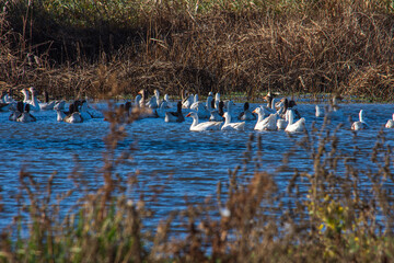 A flock of geese swims in a pond.