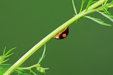 Ladybirds live on weeds in the North China Plain