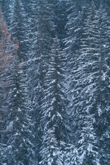 Forest in autumn, Corvara in Badia, Dolomites, Unesco World Heritage Site, Italy, Europe