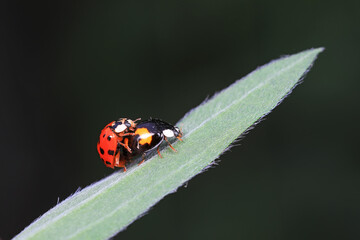 Ladybugs mate on weeds, North China Plain