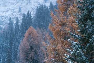 Larix decidua, common name European larch, Forest in autumn, Corvara in Badia, Dolomites, Unesco World Heritage Site, Italy, Europe