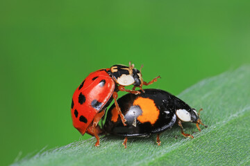 Naklejka premium Ladybugs mate on weeds, North China Plain