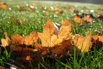 Ahornlaub auf dem Rasen