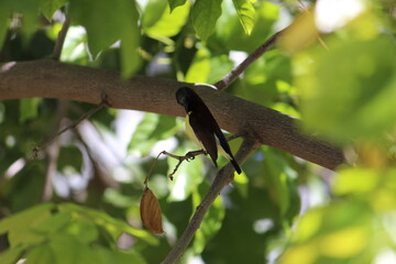 black bird seating in branch