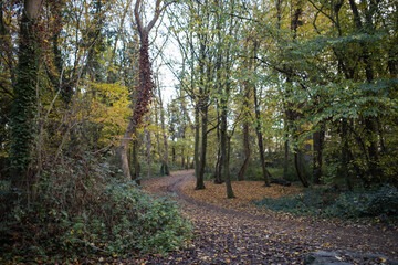 Fototapeta premium Path covered in leaves and surrounded by tall trees and plants