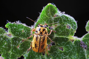 Leaf beetles inhabit wild plants in North China
