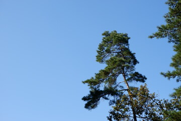 国営武蔵丘陵森林公園の木と葉