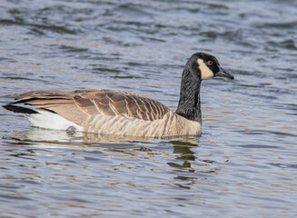 canadian goose swimming