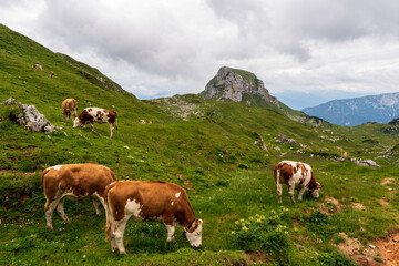 Fototapeta na wymiar The Cow on grass in mountain alps, austria europe