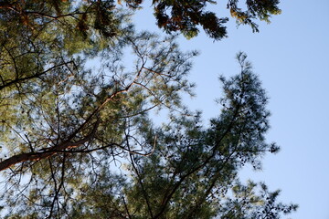 国営武蔵丘陵森林公園の木と葉