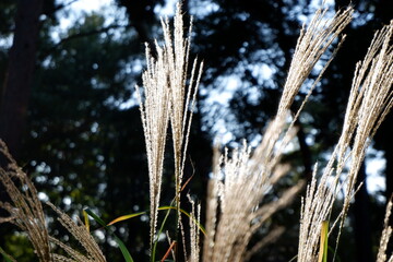 国営武蔵丘陵森林公園の木と葉
