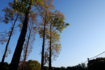 国営武蔵丘陵森林公園の木と葉