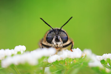 Flies on plants in the nature, North China Plain